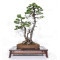 pinus-pentaphylla-ref-24070255