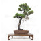pinus-pentaphylla-du-japon-ref-24070256