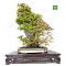 acer-palmatum-beni-chidori-24070257