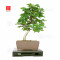 carpinus-turczaninowii-ref-12080251