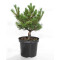 Pinus parviflora var. iona