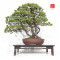 pinus-pentaphylla-ref-12080252