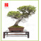 pinus-pentaphylla-nasu-goyo-ref-12080253