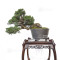 juniperus-chinensis-itoigawa-12020254