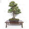 pinus-pentaphylla-120202510