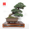 pinus-pentaphylla-nasu-musume-ref-21020252