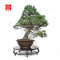 pinus pentaphylla 21020257