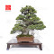 pin 5 aiguilles kokonoe ref 210202512