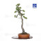 pinus-pentaphylla-ref-21020255