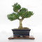 buxus-harlandii-bonsai-ref-1