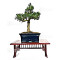 buxus-harlandii-bonsai-ref-5