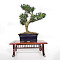 buxus-harlandii-bonsai-ref-7