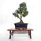 buxus-harlandii-bonsai-ref-8