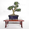 buxus-harlandii-bonsai-ref-9
