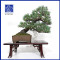 pinus-pentaphylla-10110252