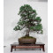 pinus-pentaphylla-ref-10110253