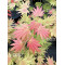 graines-d-acer-palmatum-moonrise