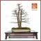 acer-palmatum-ref-13010265