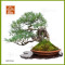 pinus-pentaphylla-ref-13010261