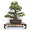 pinus-pentaphylla-ref-10040261