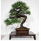 pinus-thunbergii-ref-28070262