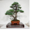 pinus-pentaphylla-ref-28070261
