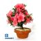 rhododendron chinzan
