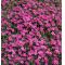 Set of 4 rhodohypoxis 2 apple blossom + 2 millioid