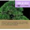 kokufu-ten bonsai exhibition catalogue 81 (2007)