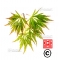 Graines d'Acer Matsumurae Seki mori
