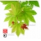 Graines d'acer japonicum itaya momiji