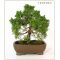 Juniperus chinensis ref 1207063