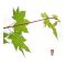 HERBSTFEUER