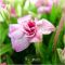 rhodohypoxis 'lily jean' double flower