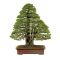 30 graines de Pinus pentaphylla