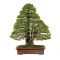 LOT  50+30 graines de pinus Thunberg + Pentaphylla