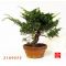 juniperus chinensis var : itoigawa ref: 2109072