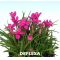 rhodohypoxis "deflexa"