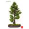 n° 34 - Le cryptomeria