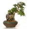 n° 36 - Premna japonica