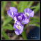 iris-gracilipes-bleu