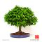 Zelkova serrata bonsai ref: 260501018