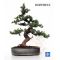 n° 37 Juniperus rigida