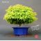 VENDU acer palmatum kiyohime ref : 13040113