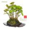 acer buergerianum miyasama ref : 09040104