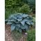 Hosta Halcyon