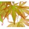 EPUISEGraines d'Acer Matsumurae Masu kagami