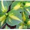 Hosta Dream weaver