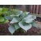 Hosta Moonlight sonata