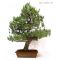 pinus pentaphylla bonsai ref 07120113